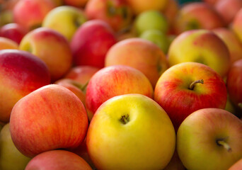 Ripe juicy apples. Harvesting. Garden.