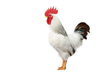 Beautiful young rooster on a white background. Isolate on white.