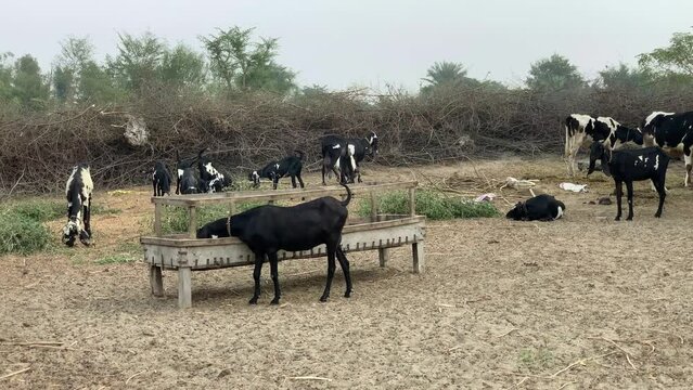 Goat Farm. Goats eating grass in farm. Goats running around at a goats farm in layyah. Goat head. Cute animals goats eating in the farm stable. Agriculture and ecology. View of flock. 4K Footage.