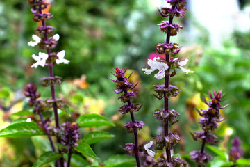Basil flowers in the garden in summer.