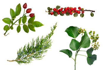 Isolated sprigs of ivy, rosehip, dogwood, barberry on a white background.
