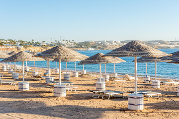 Sunny resort beach with palm tree at the coast shore of Red Sea in Sharm el Sheikh, Sinai, Egypt. Bright sunny light.