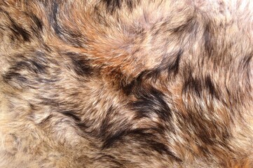 close up of fur texture