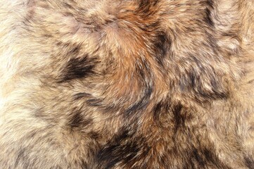 close up of bear