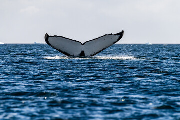 Naklejka premium Close-up of the tail of a diving humpback whale -Megaptera novaeangliae. Image taken in the Graham passage, near Charlotte Bay, Antarctic Peninsula.
