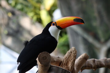 toucan bird standing on twig tree 