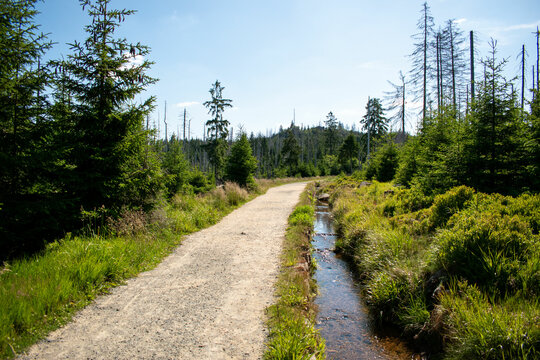 Weg im Torfhausmoor (Harz)