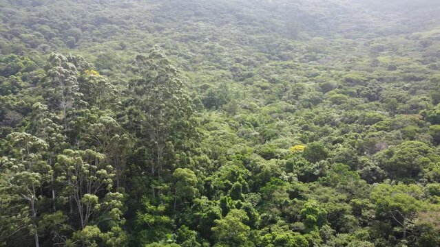 Mata Atl&acirc;ntica Canto Ara&ccedil;as Florian&oacute;polis Natureza Preserva&ccedil;&atilde;o Trilhas Biodiversidade Vegeta&ccedil;&atilde;o Ilha Drone Ecossistema Belezas Naturais &Aacute;rvores Folhas Observa&ccedil;&atilde;o Verde Preserva&ccedil;&atilde;o Ambiental