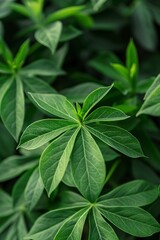 Close Up of Vibrant Green Plant Leaves