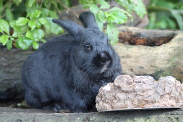 gray rabbit standing near small rock with tree branches
