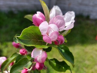 Fototapeta premium Apple tree pink blossoms