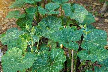 Young Pumpkin trees are annual plants. The trunk is a long, creeping vine. The trunk is soft and...