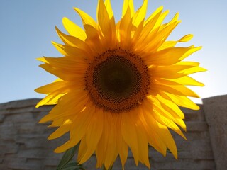 Obraz premium sunflower on a blue background
