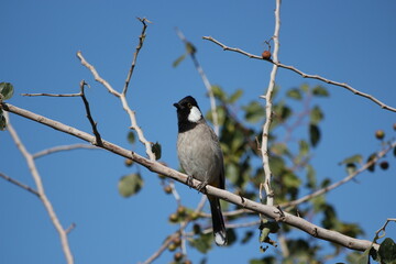 bulbuls standing on twig tree with blue sky