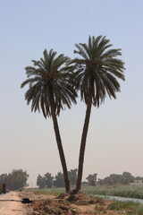 two palm trees stuck together in iraq