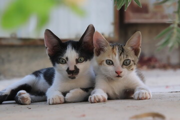 baby kitten together in garden