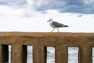 Seagull at the seaside walking on a wall. Biarritz, France. - 768986043