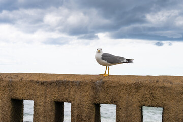 Seagull standing on a wall gazing at the viewer. Biarritz, France. - 768986044