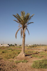 palm tree in the desert in iraq