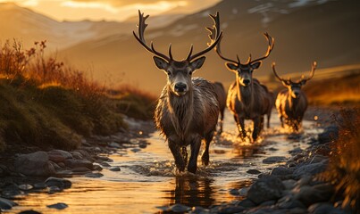 Herd of Deer Crossing River