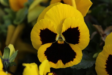 Beautiful yellow Pansy Flower - yellow flowers blooming in the garden closeup, yellow pansy flowers
