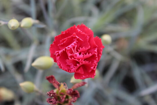 red carnation flower in the garden