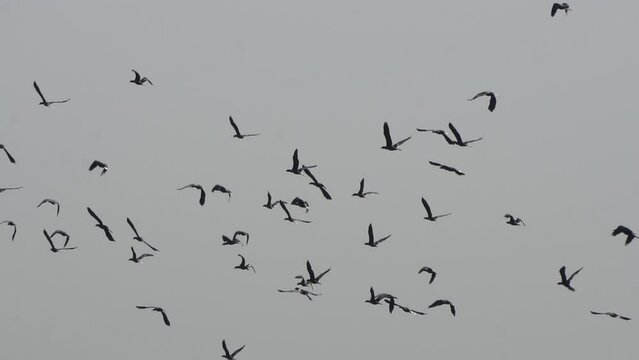 Flock of wild geese (branta ruficollis) flying over the lake on winter day. Wild migratory birds takes off in the great sunrise background.  Beautiful Slow Motion 4K Footage.