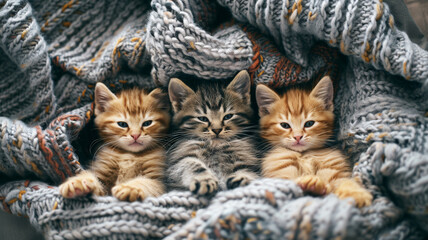 Top view of cute kittens laying on woolly blanket. - 768990417