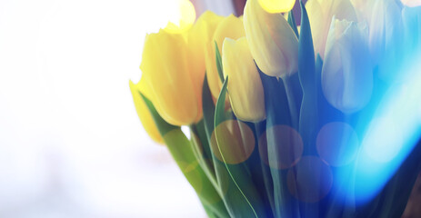 Obraz premium Abstract flower background with bokeh, tulip flowers close-up in a vase. Mothers Day.