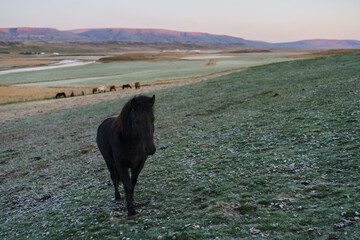 Traveling and exploring Iceland landscapes and famous places. Icelandic horses on the field. Autumn tourism by Atlantic Ocean and mountains. Outdoor views on beautiful cliffs and travel destinations.