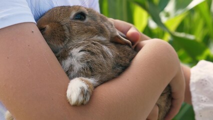 Teen boy hands holding cute little brown rabbit baby bunny outdoor summer greenery grass closeup....