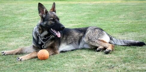 deutsche schäferhündin