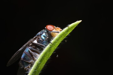 a fly standing on tree branch , insect