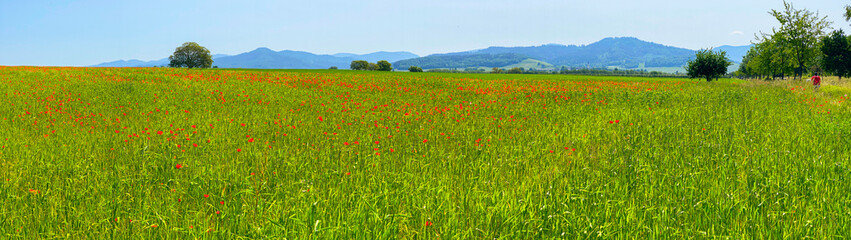 Kornfeld_mit_Mohnblumen_4134