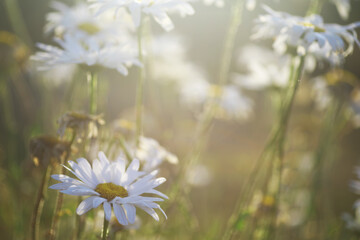 Plants and flowers macro. Detail of petals and leaves at sunset. Natural nature background.