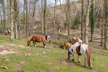 Naklejka na ściany i meble Silvopasture. Horses grazing in the forest