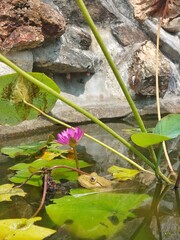 frog in the pond