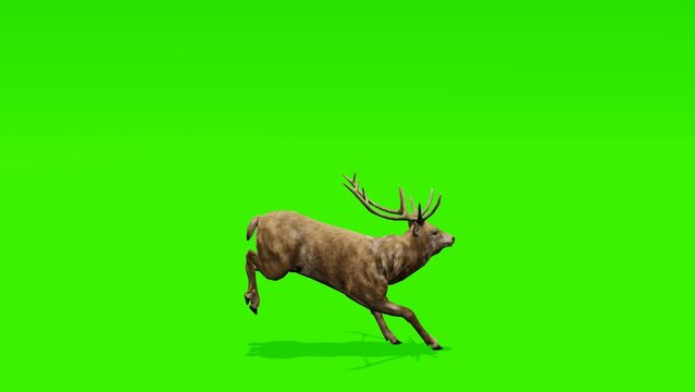 Seamless loop: Graceful deer prancing against a chroma key green backdrop. Perfect for seamless integration into your projects.