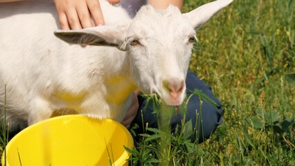 Boy kid hands hugging adorable cute white little goat eating green grass at summer sunny meadow closeup. Male child embracing cuddle funny baby goatling farm mammal animal at agriculture countryside