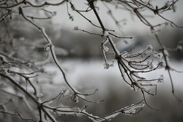 White snow on a bare tree branches on a frosty winter day, close up. Natural background. Selective botanical background.