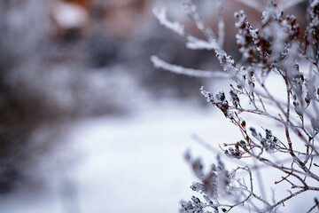 Winter atmospheric landscape with frost-covered dry plants during snowfall. Winter Christmas background - 768997049