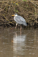 Héron cendré, Ardea cinerea, Grey Heron