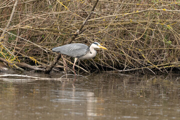 Héron cendré, Ardea cinerea, Grey Heron