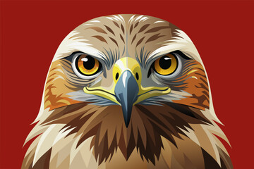 Frontal Head Study of a Ferruginous Hawk