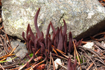 Purple Club Coral (Alloclavaria purpurea) mushroom in Beartooth Mountains, Montana