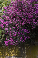 Blütenpracht im März, Heide lila blüht an Mauer