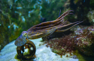 Common octopus (Octopus vulgaris) swimming. © karlo54