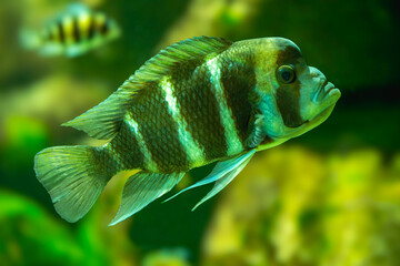 Cyphotilapia frontosa, also called the front cichlid and frontosa cichlid, is an east African species of fish endemic to Lake Tanganyika. © karlo54