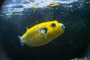 Yellow Blackspotted Puffer Or Dog-faced Puffer Fish Arothron Nigropunctatus Swimming In Water.. - obrazy, fototapety, plakaty