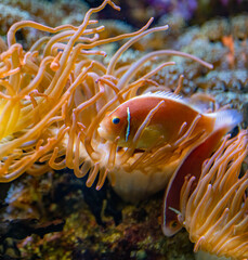 A pair of common anemonefish (Amphiprion perideraion). © karlo54